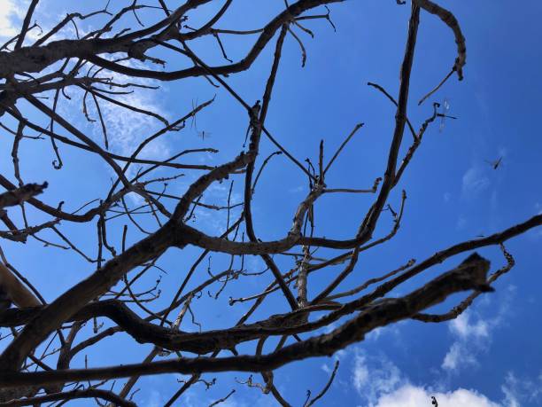 wooden branches of trees blue sky background