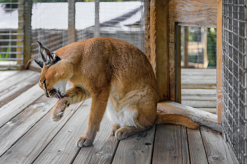 Wild caracal cat clieaning itself, in a cage at a sanctuary in California in California