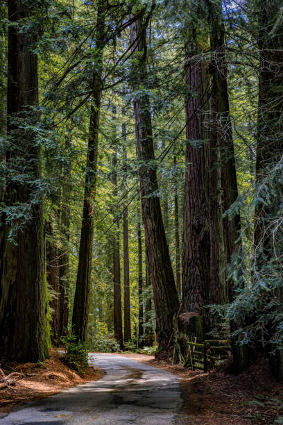 istock Road leading through the giant sequoia trees in the Redwoods For 2022026190