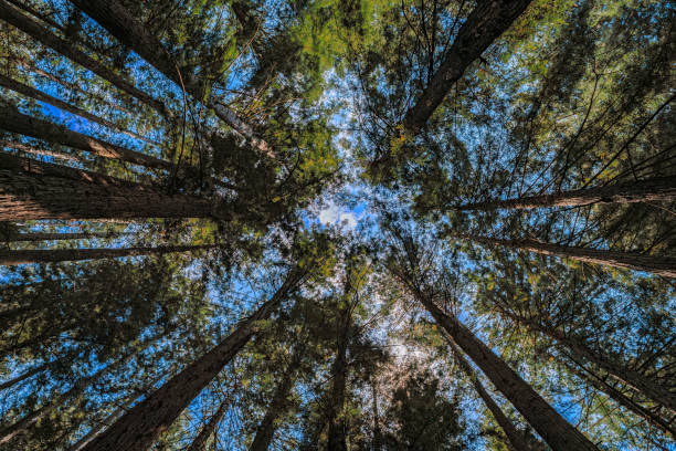 istock Sequoia tree tops against the sky in the Redwoods Forest in Cali 2022026210