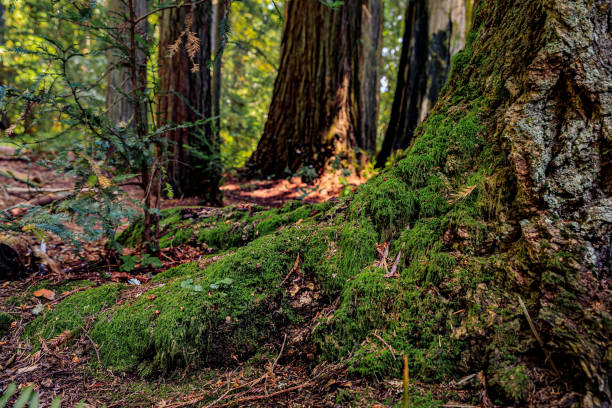 Close up of a mossy tree trunk of a giant sequoia in the Redwoods Forest in Northern California