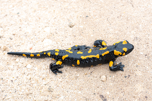 Fire salamander (Salamandra salamandra) on the sand in the Pirin mountains of Bulgaria.