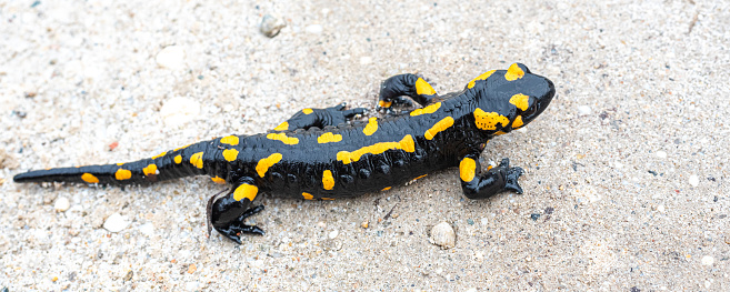 Fire salamander (Salamandra salamandra) on the sand in the Pirin mountains of Bulgaria.