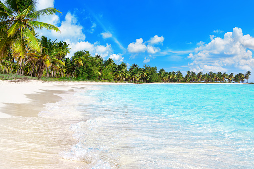 Tropical island paradise sea beach, turquoise water, ocean wave, coconut palm trees, sand, sun sky cloud, beautiful nature panorama landscape, Caribbean, Maldives, Thailand, summer holidays, vacation