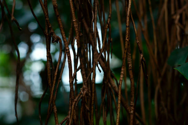 close up of tree branches in the garden. Selective focus.