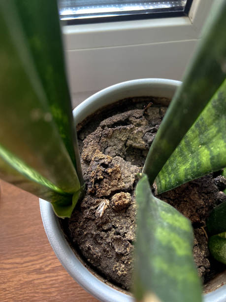 istock Houseplant in closeup 2022058989
