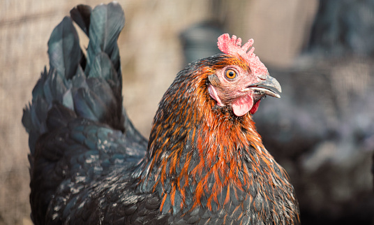 Portrait of a rooster on a farm. Close-up.