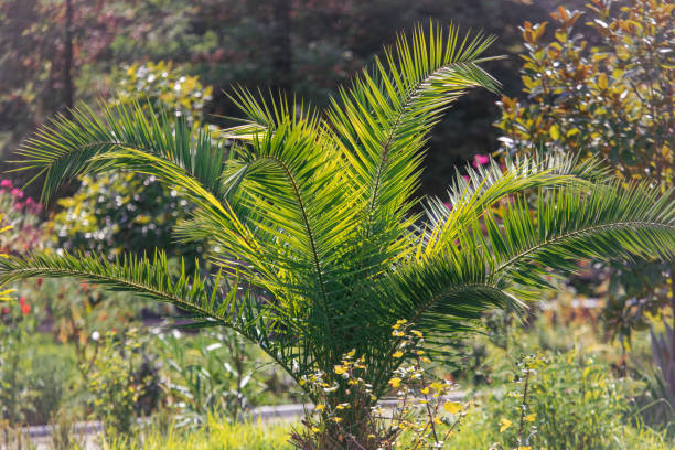istock Small green palm tree in tropical nature 2022095643
