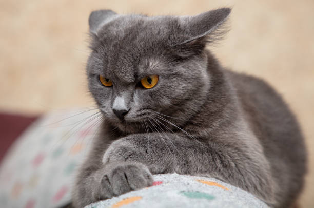 istock Portrait of an angry cat 2022098849