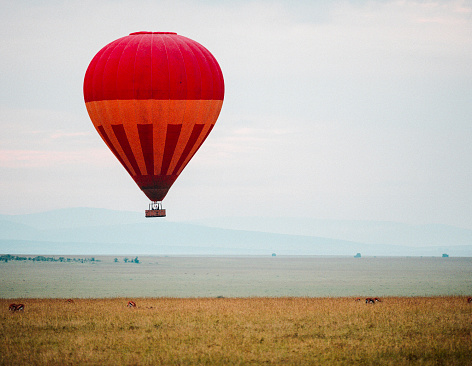 Colorful hot air balloons over green rice field.