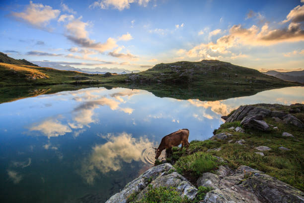 istock Cow drinks in the waters of Lake Bernasca 2022101526