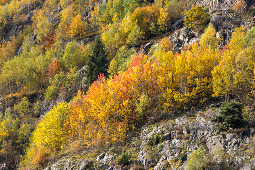 The colors of trees in autumn in Tartano valley, Valtellina