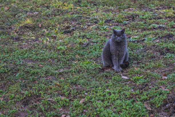 dark grey cat sitting on an field