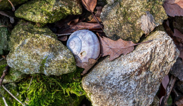 Gray snail shell with leaves among the rocks. Sunny weather.