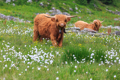 The Highlander cow in the Valtellina Orobie park.