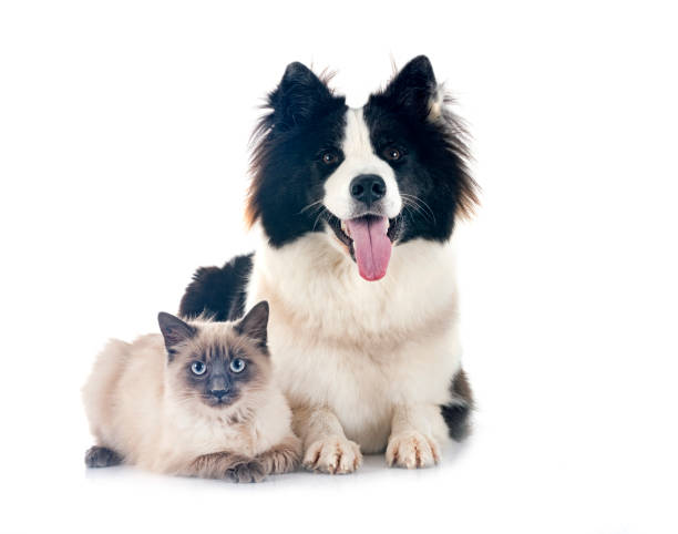 istock young Yakutian Laika and siamese cat 2022117550