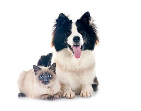 A multi-colored cat and dog sit side by side in a studio for a portrait.  The dog has one leg and paw around the shoulder of the cat as if to give him a hug.