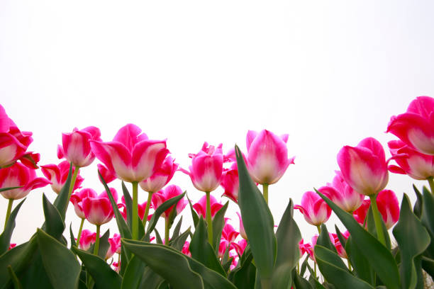 istock Spring blooming tulip field. Flowers tulips,  Spring floral background. 2022120173