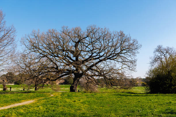 istock Nature in Villa Doria Pamphilj - Rome 2022132360