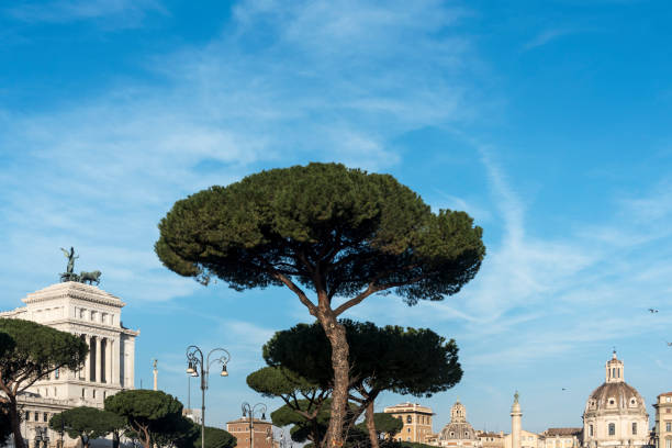 Rome, Italy: the pines of via dei Fori Imperiali with the Altar of the Fatherland (left) and dome of the Church of the Most Sacred Name of Holy Mary (right) in the background.