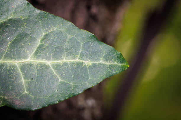 Macro details of a plant