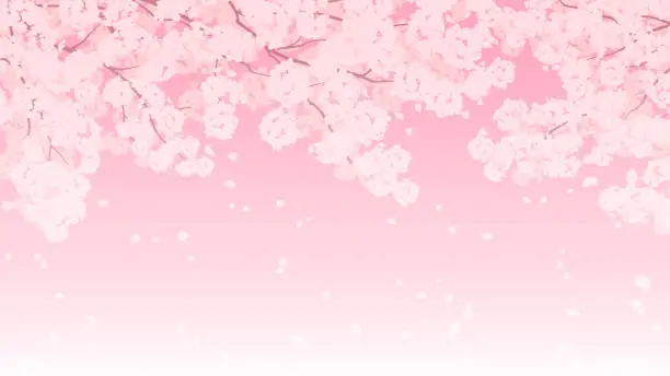 Vector illustration of Background illustration of cherry blossoms in full bloom