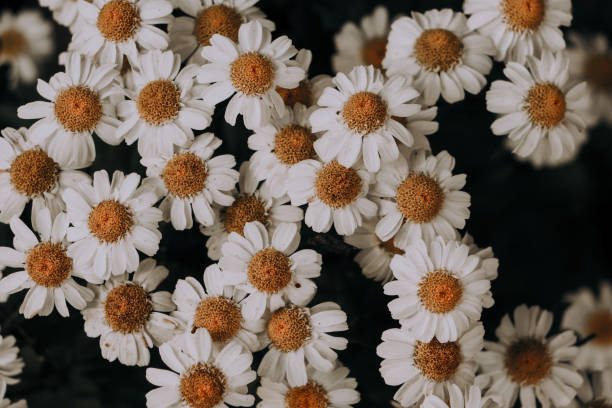 istock Close-up of white daisy flowers 2022162963