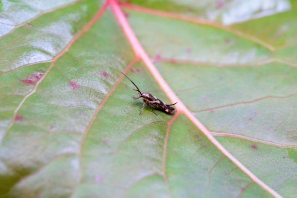 Lepidoptera insects in the wild, North China