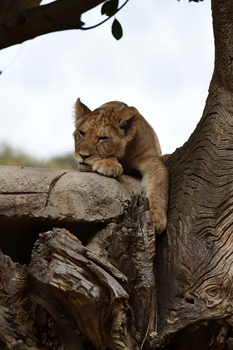 Lion cub sleeping in Werribee open range zoo Victoria Australia