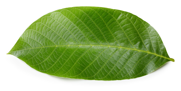 Walnut leaves isolated on white background. Walnut nut leaf clipping path. Food photography