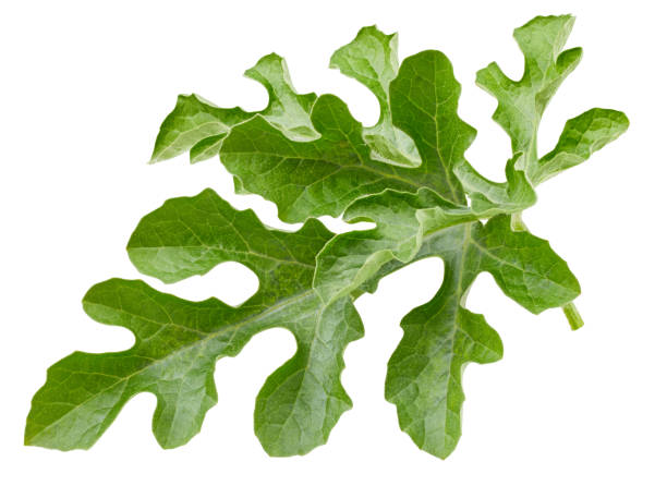 istock Watermelon leaves isolated Clipping Path 2022172514