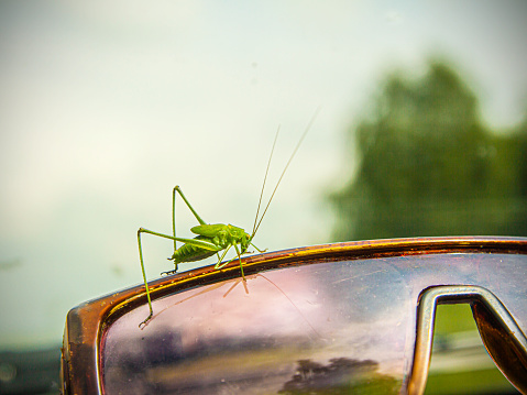 Green grasshopper on old sunglasses reflecting the surrounding landscape