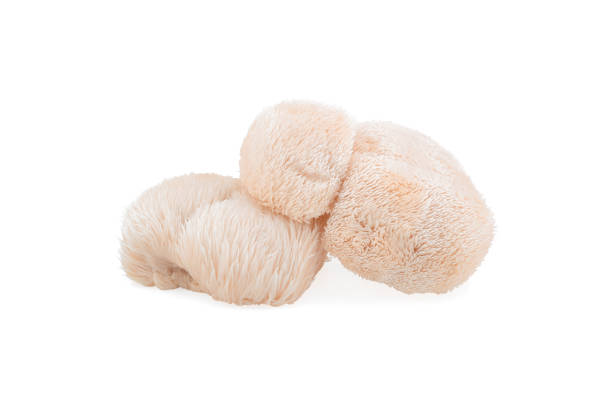 istock lion mane mushroom isolated on white background. 2022178435