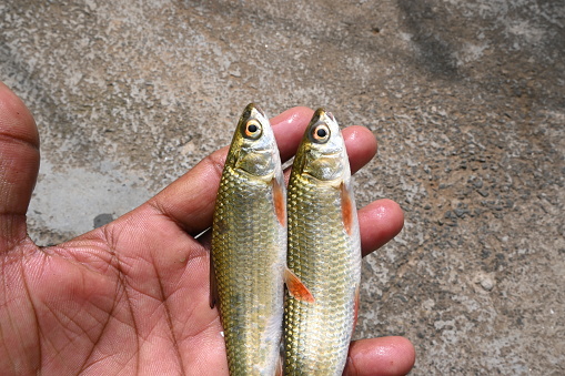 Rohu fish. It is a species of fish of the carp family. its other names rui fish, roho labeo, Labeo rohita.Its found in rivers in South Asia. It is a large omnivore and extensively used in aquaculture.