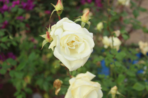 istock White rose blossom in the garden. Top view. 2022214648