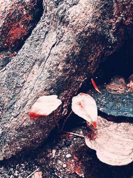 Wild plant in red