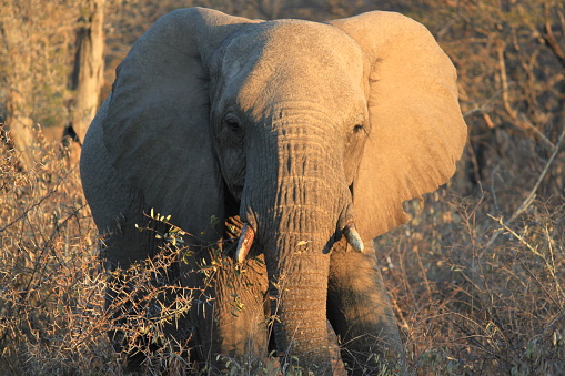An elephant in Kruger National Park, South Africa