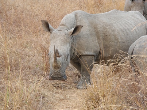A rhinoceros in Kruger National Park, South Africa
