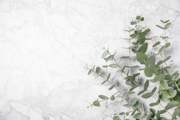 istock Eucalyptus leaves. Aromatherapy. Fresh eucalyptus close-up, on  background. Fragrant essential oil. View from above. Copy space. Natural cosmetics and skin care concept. 2022226430