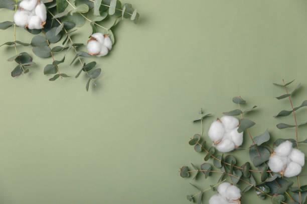 istock Eucalyptus leaves. Aromatherapy. Fresh eucalyptus close-up, on  background. Fragrant essential oil. View from above. Copy space. Natural cosmetics and skin care concept. 2022226431