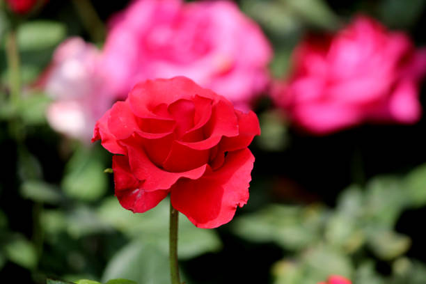 Close up shot of Roses