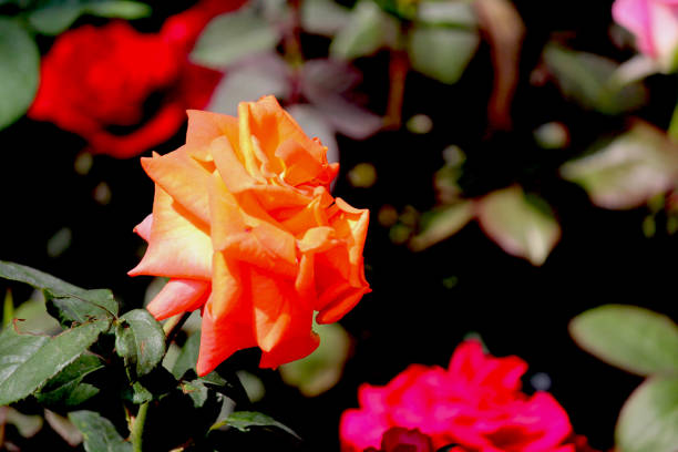 Close up shot of Roses