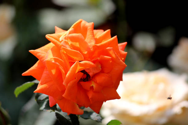 Close up shot of Roses