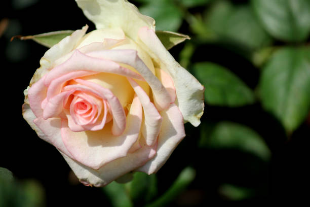 Close up shot of Roses