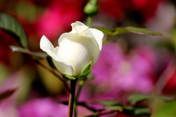 Close-up of a white rose with intricate details, set against a simple background