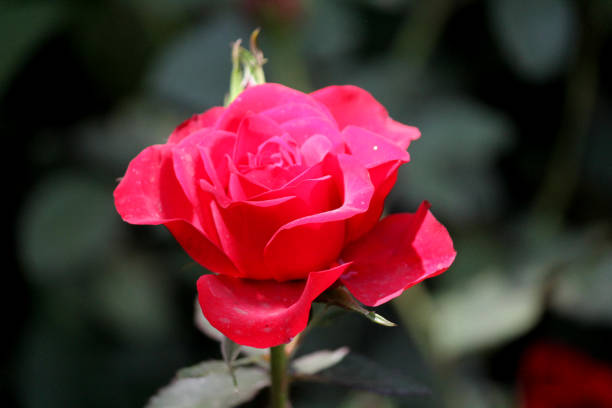 Close up shot of Roses