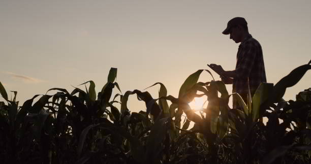 A young male farmer uses a tablet in a corn field. Standing at sunset A young male farmer uses a tablet in a corn field. Standing at sunset. Farmer stock pictures, royalty-free photos & images