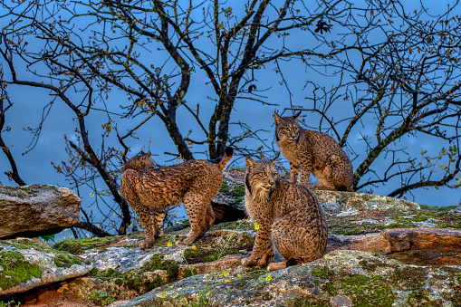 Yawning Lynx