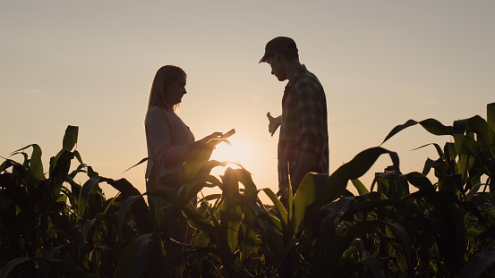 Silhouettes of two male and female farmers. They work in the field of corn at sunset, use a tablet.