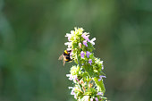 Closeup of bee on black horehound flower with green blurred background